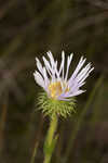 Thistleleaf aster